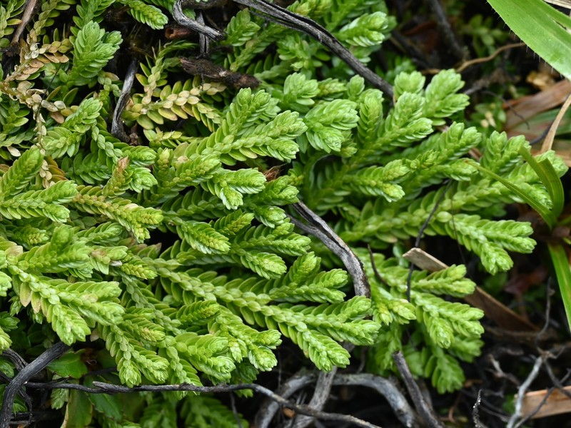 Stalked Spikemoss photo 2