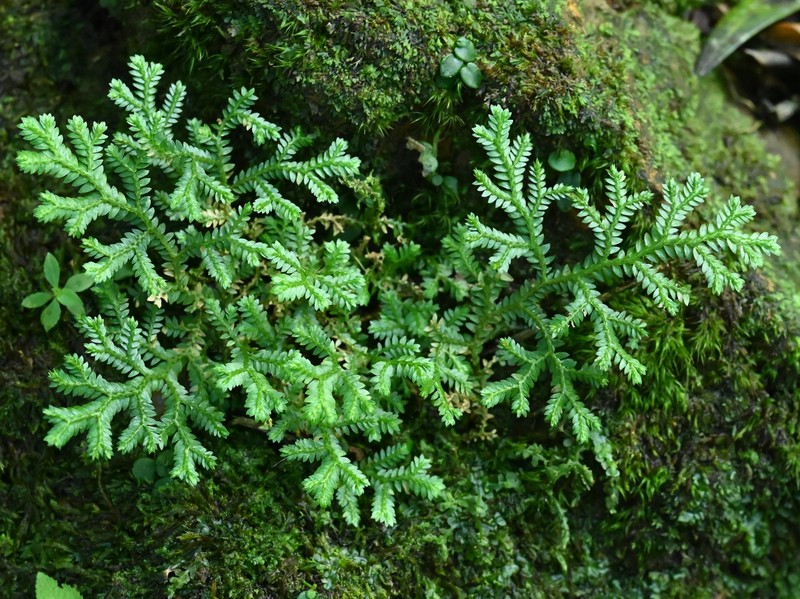 Stalked Spikemoss photo 3