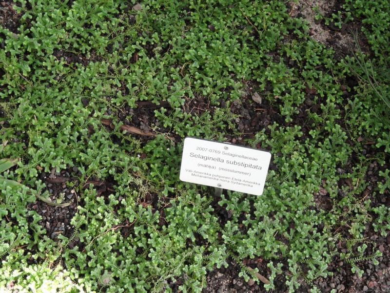 Stalked Spikemoss