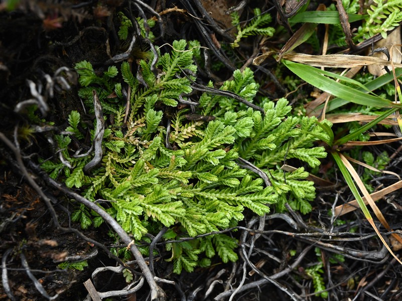 Stalked Spikemoss photo 4