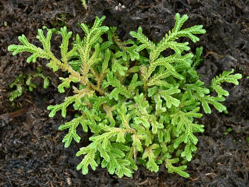Stalked Spikemoss photo 5