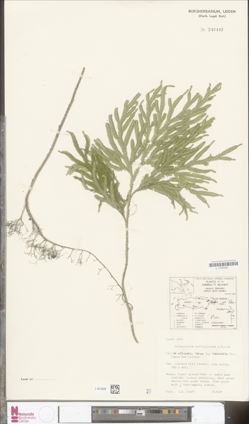 Selaginella suffruticosa