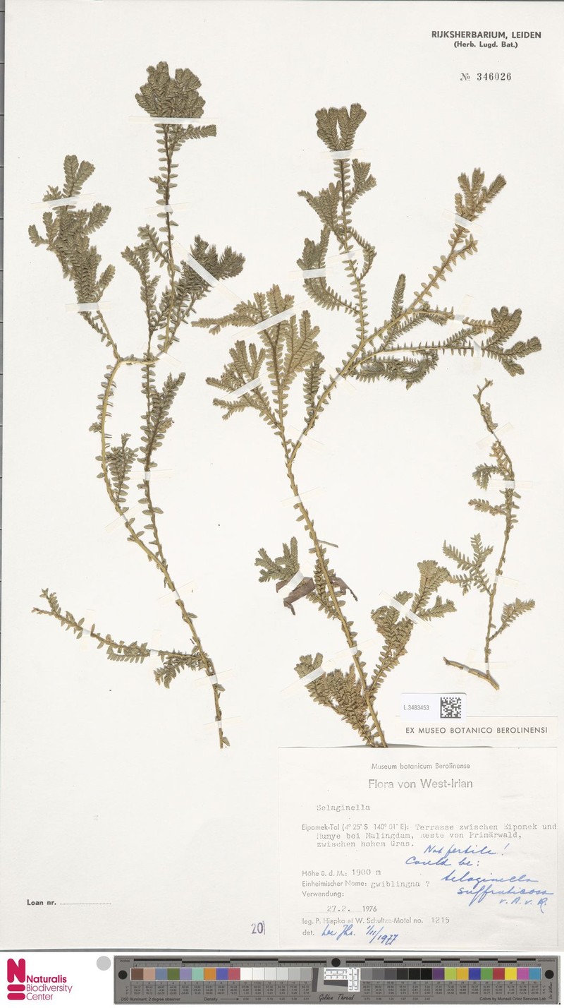 Selaginella suffruticosa photo 2