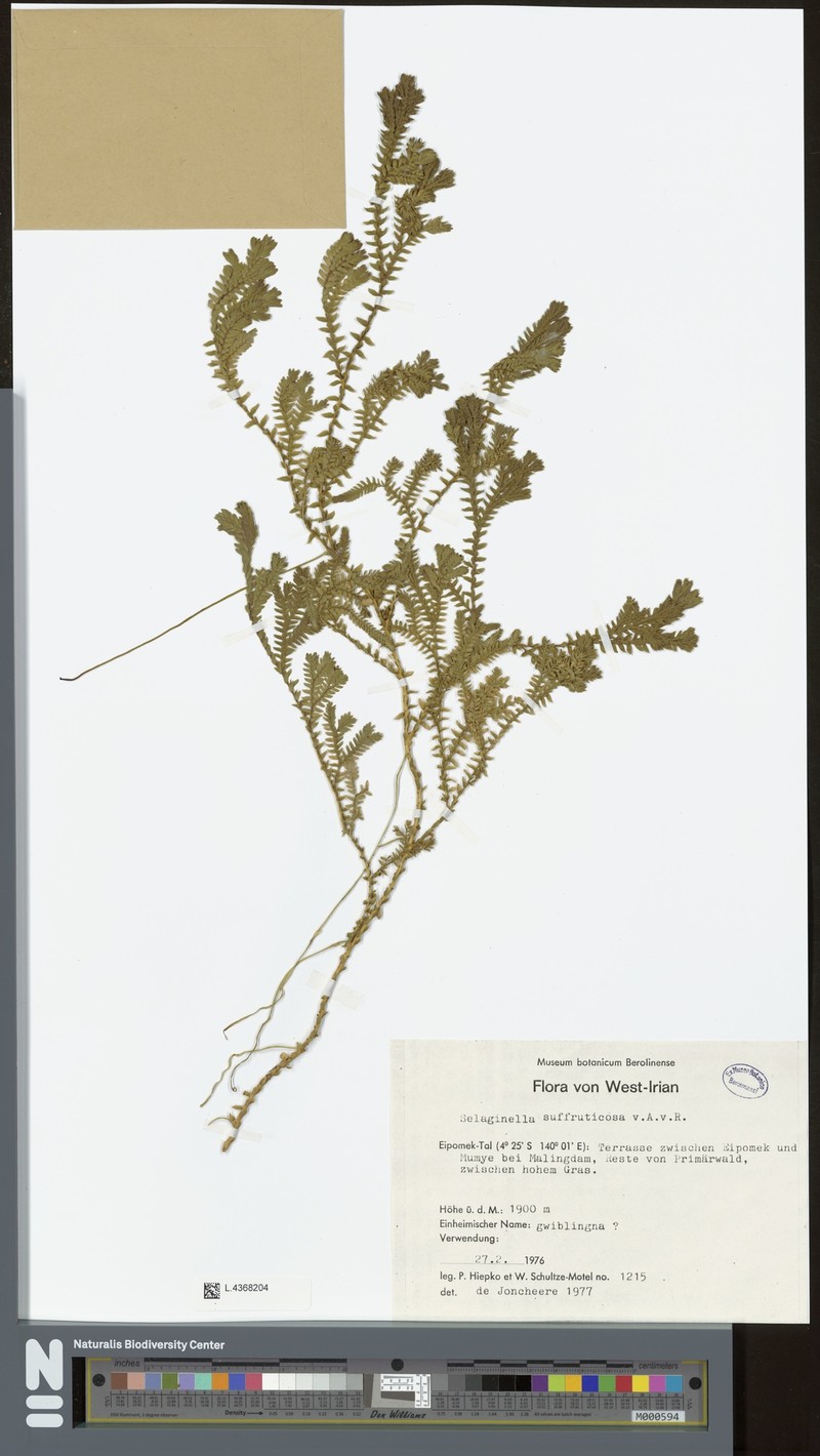 Selaginella suffruticosa photo 3