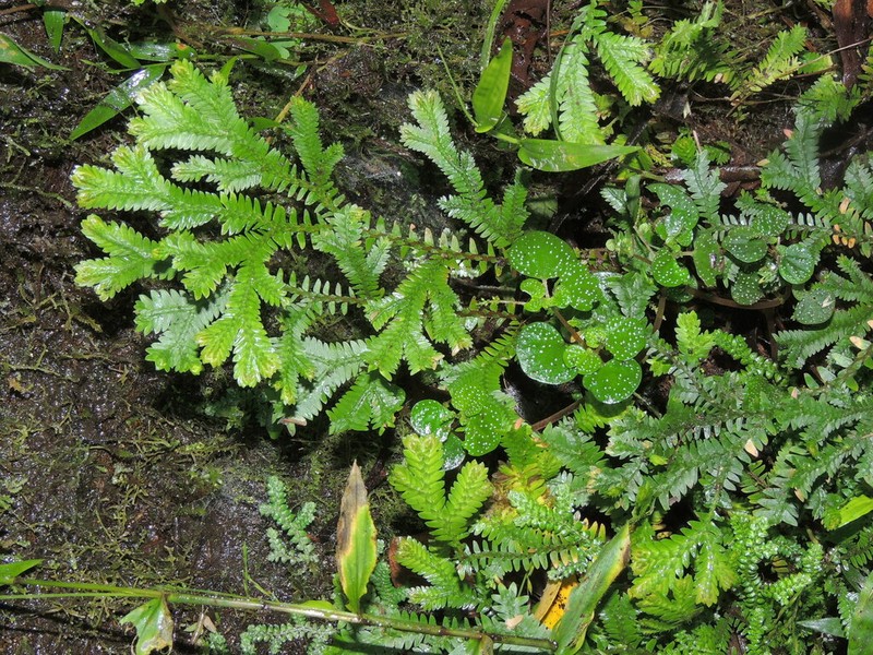 Selaginella sulcata