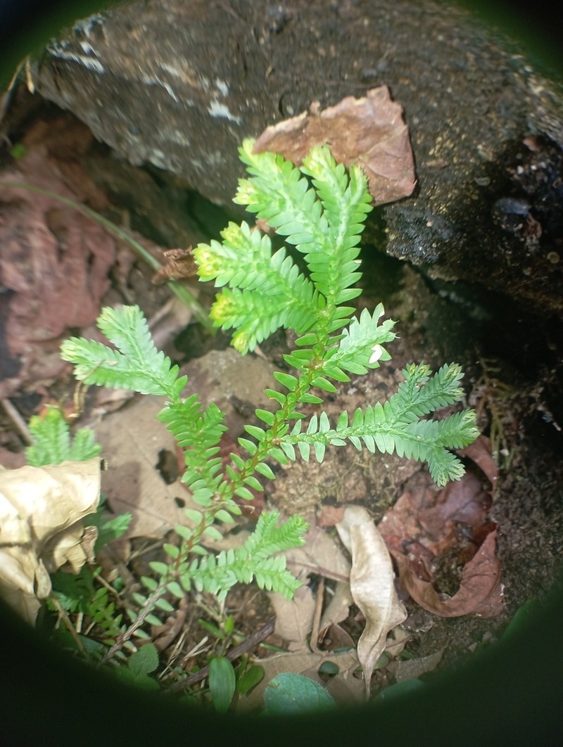 Selaginella sulcata photo 2