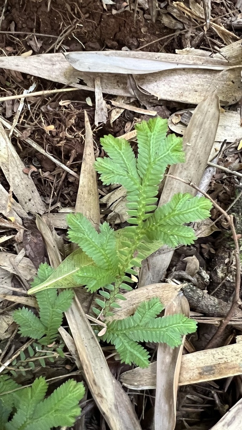 Selaginella sulcata photo 3
