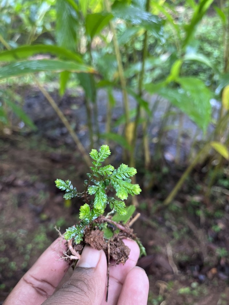 Selaginella sulcata photo 4