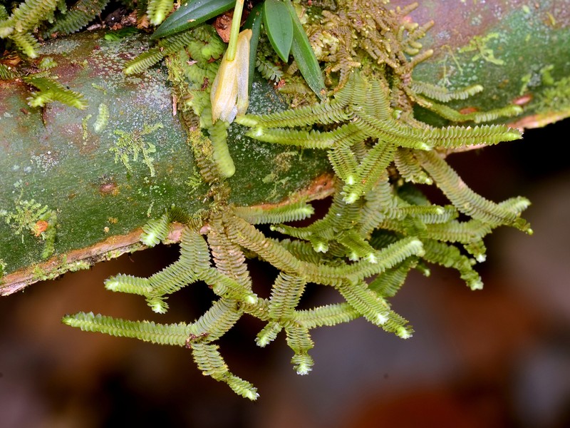Selaginella sulcata photo 5