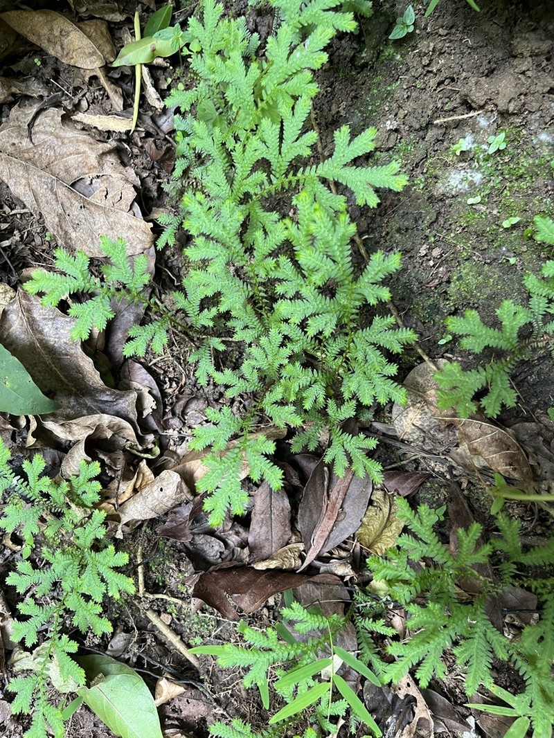Selaginella sulcata photo 6