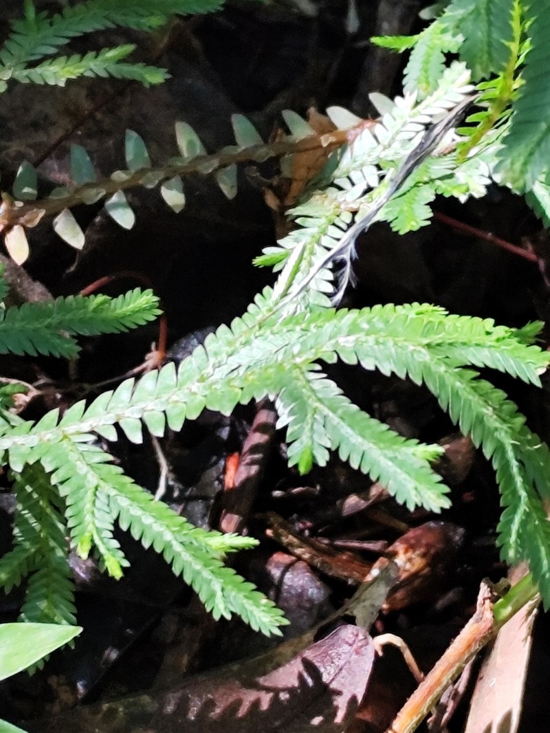 Selaginella sulcata photo 7