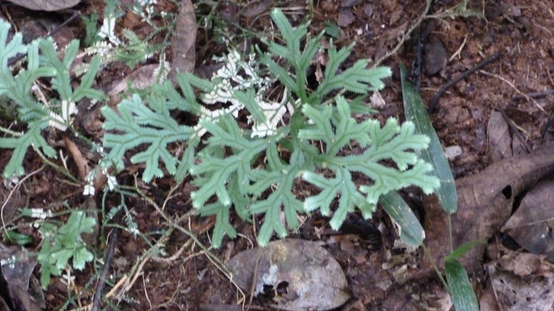 Selaginella sulcata photo 8