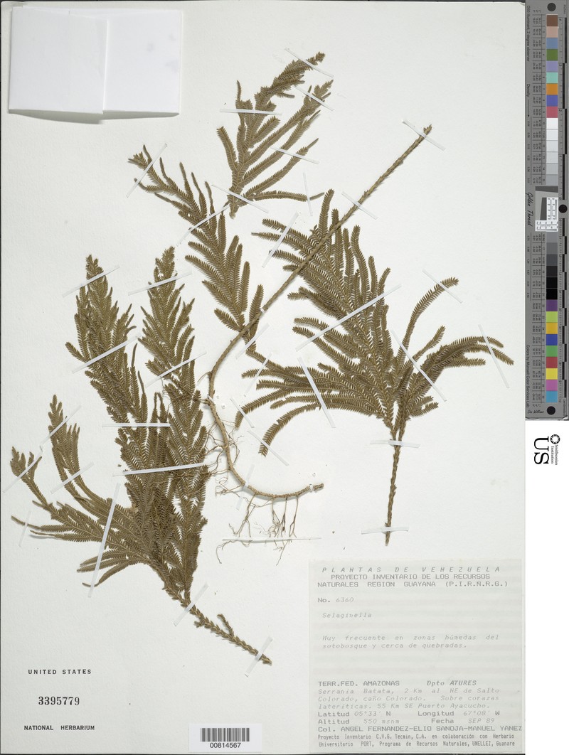 Selaginella surucucusensis