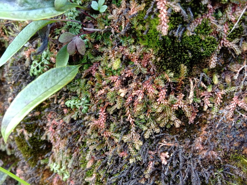 Selaginella tama-montana photo 2
