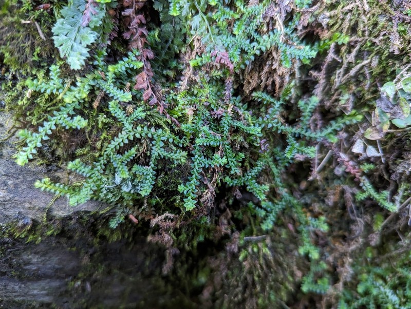 Selaginella tama-montana photo 3