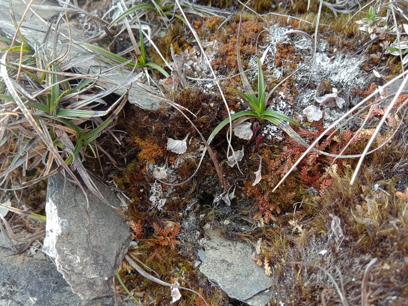 Selaginella tama-montana photo 4