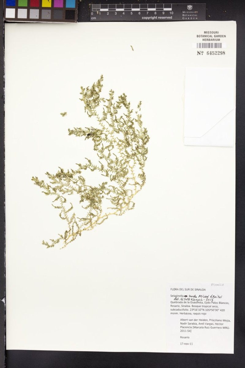 Selaginella tarda
