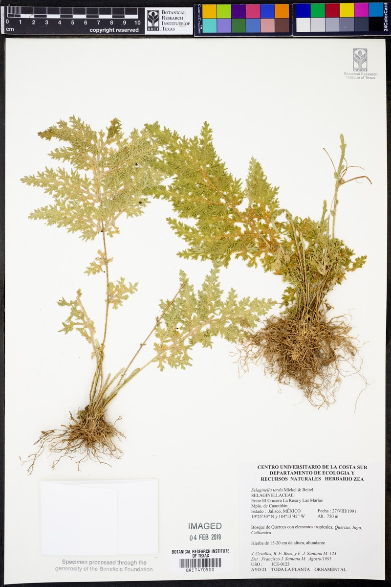 Selaginella tarda photo 3