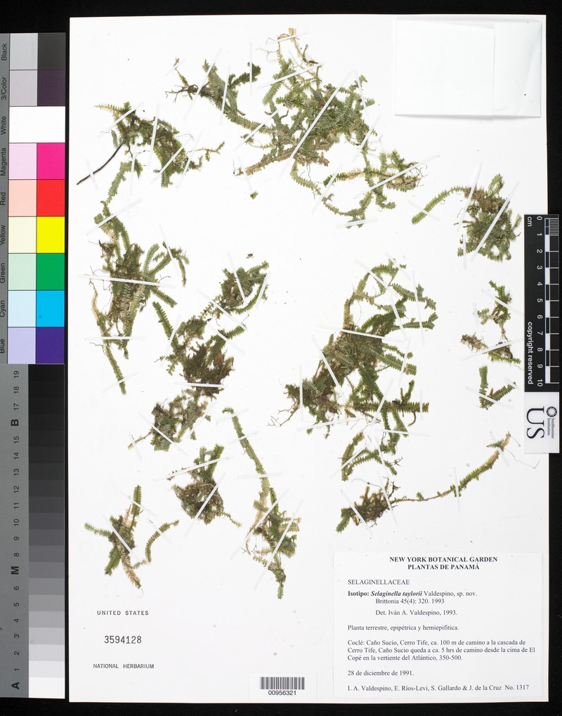 Selaginella taylorii