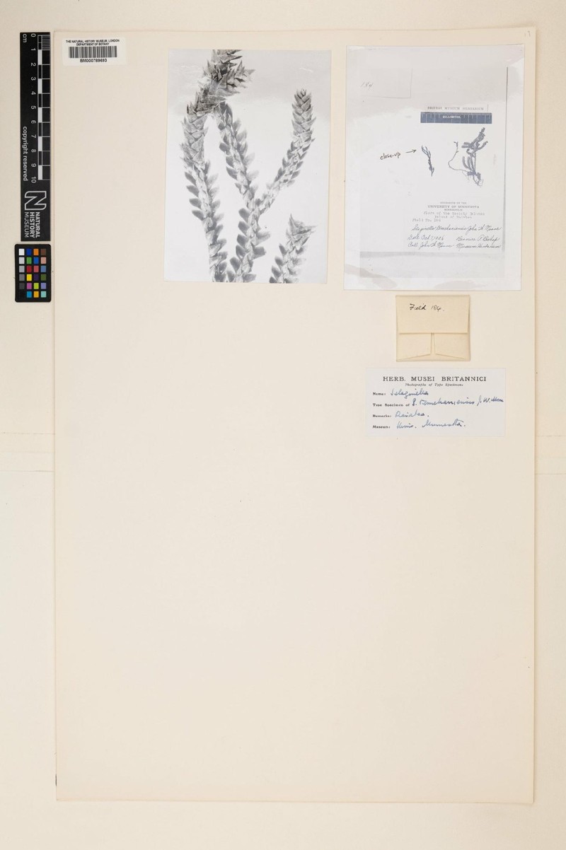 Selaginella temehaniensis