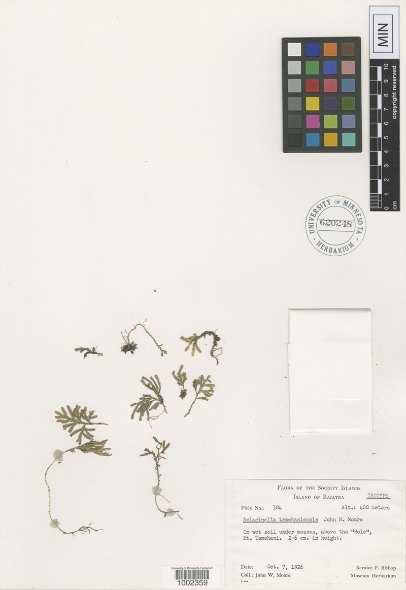 Selaginella temehaniensis photo 2