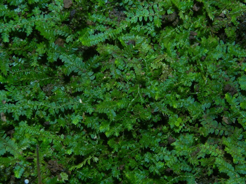 Handsome Spikemoss photo 2