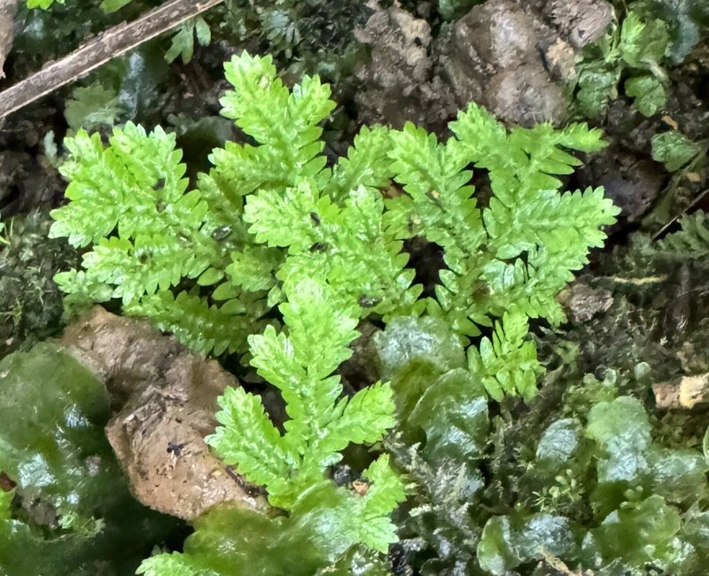 Handsome Spikemoss photo 4