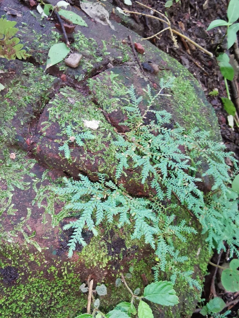 Handsome Spikemoss photo 5