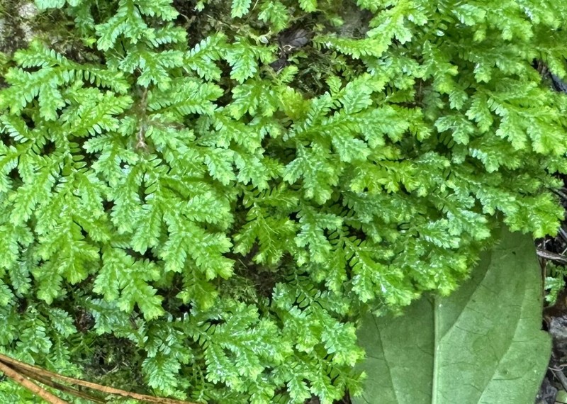 Delicate Spikemoss photo 3