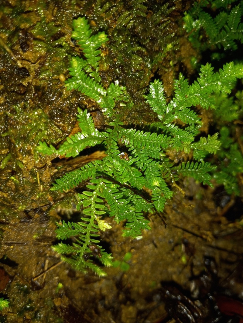 Delicate Spikemoss photo 6