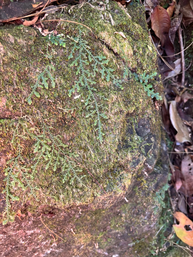 Delicate Spikemoss photo 8