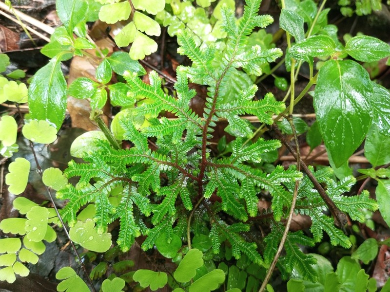 Selaginella tenera