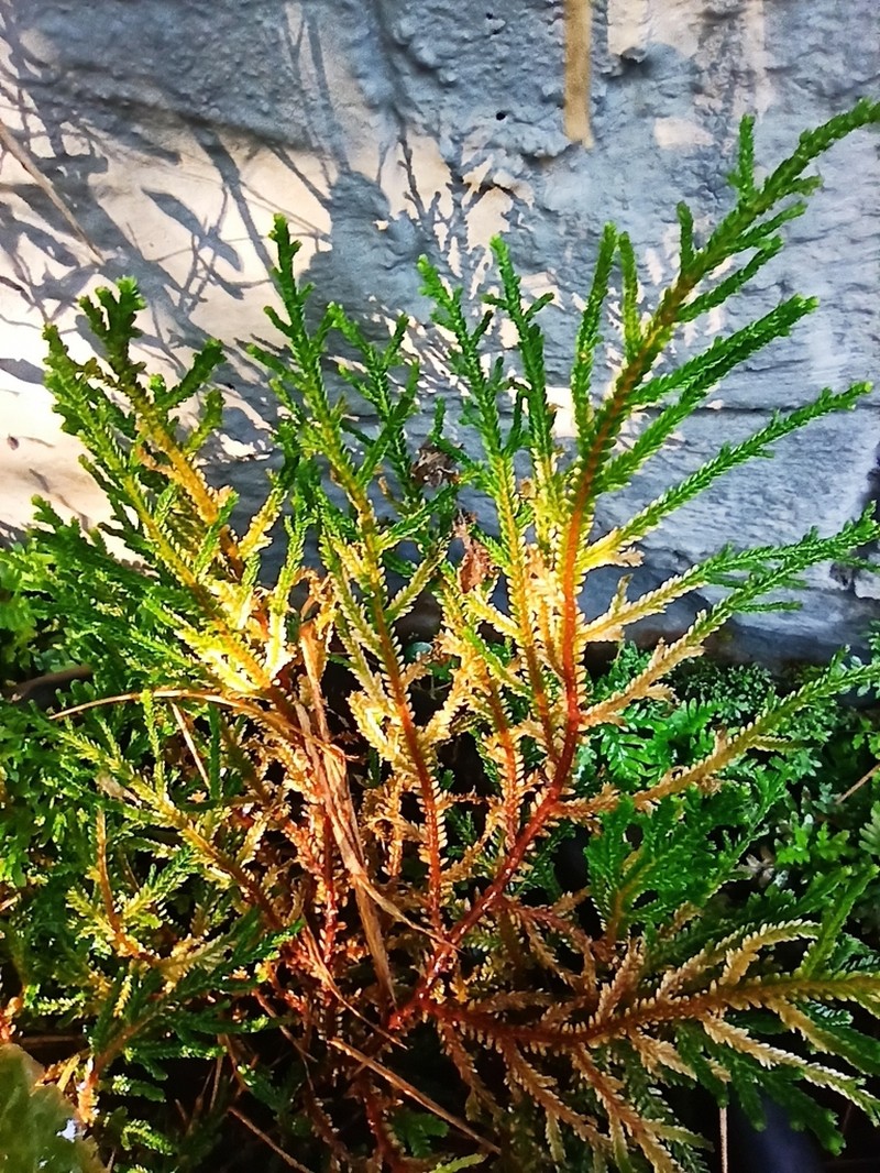 Selaginella tenera photo 2