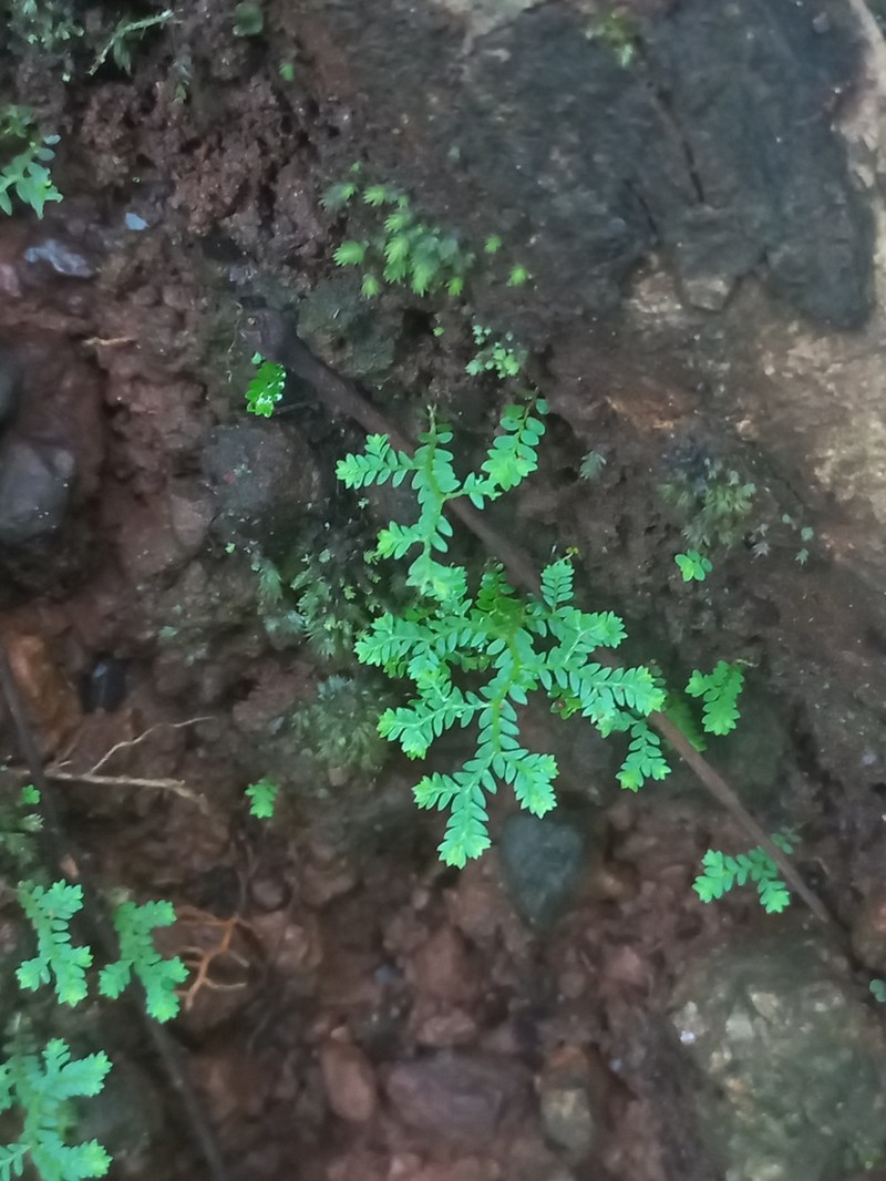 Selaginella tenera photo 3