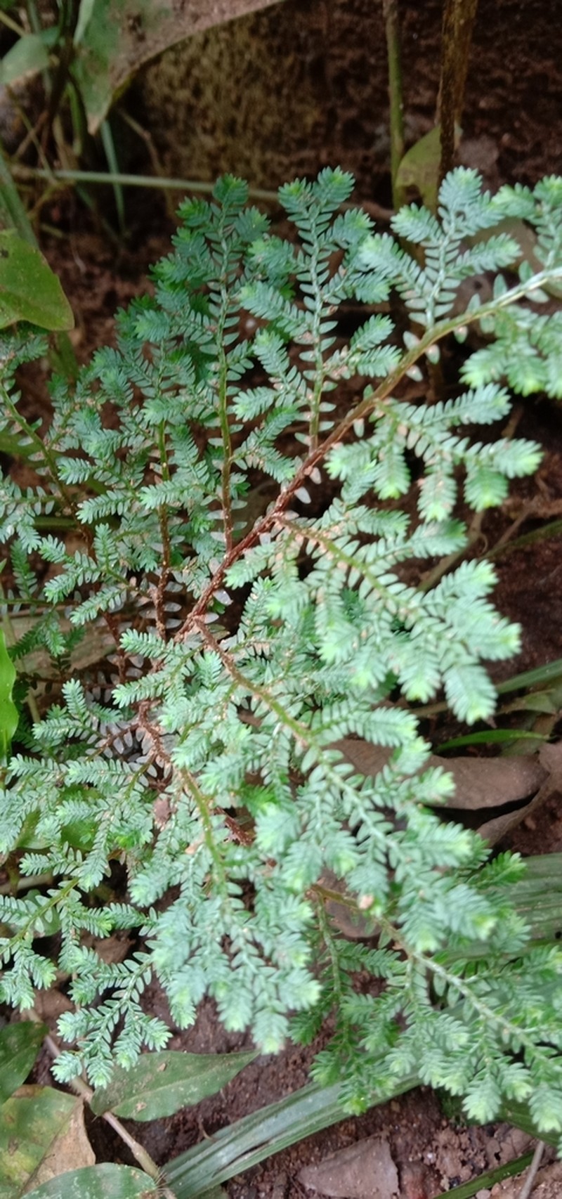 Selaginella tenera photo 4