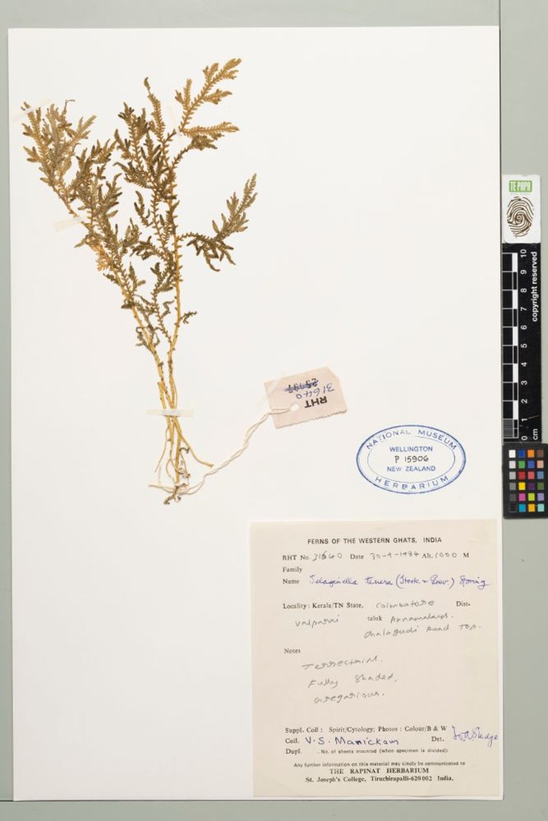 Selaginella tenera photo 5