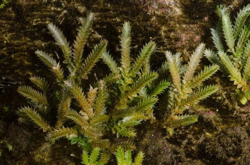 Selaginella tenerrima