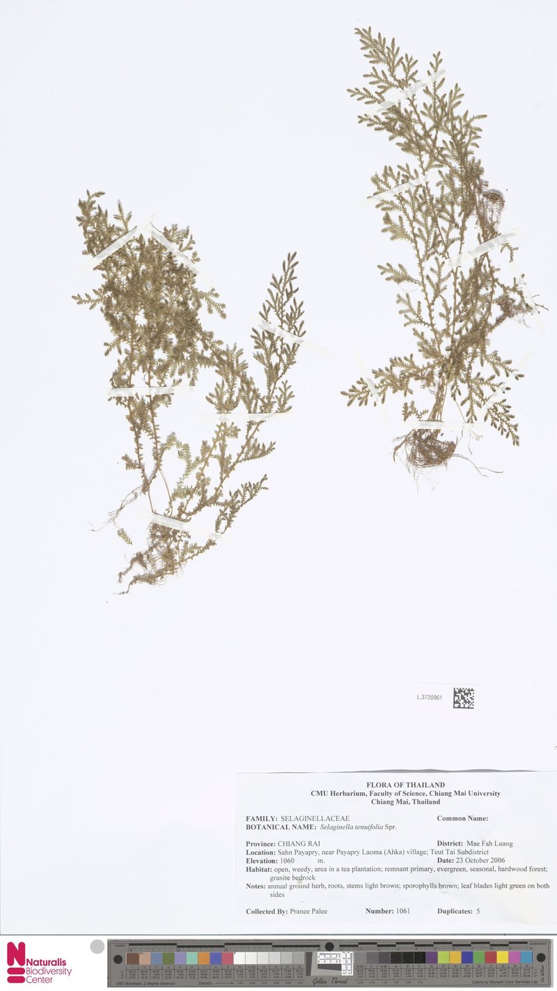 Selaginella tenuifolia