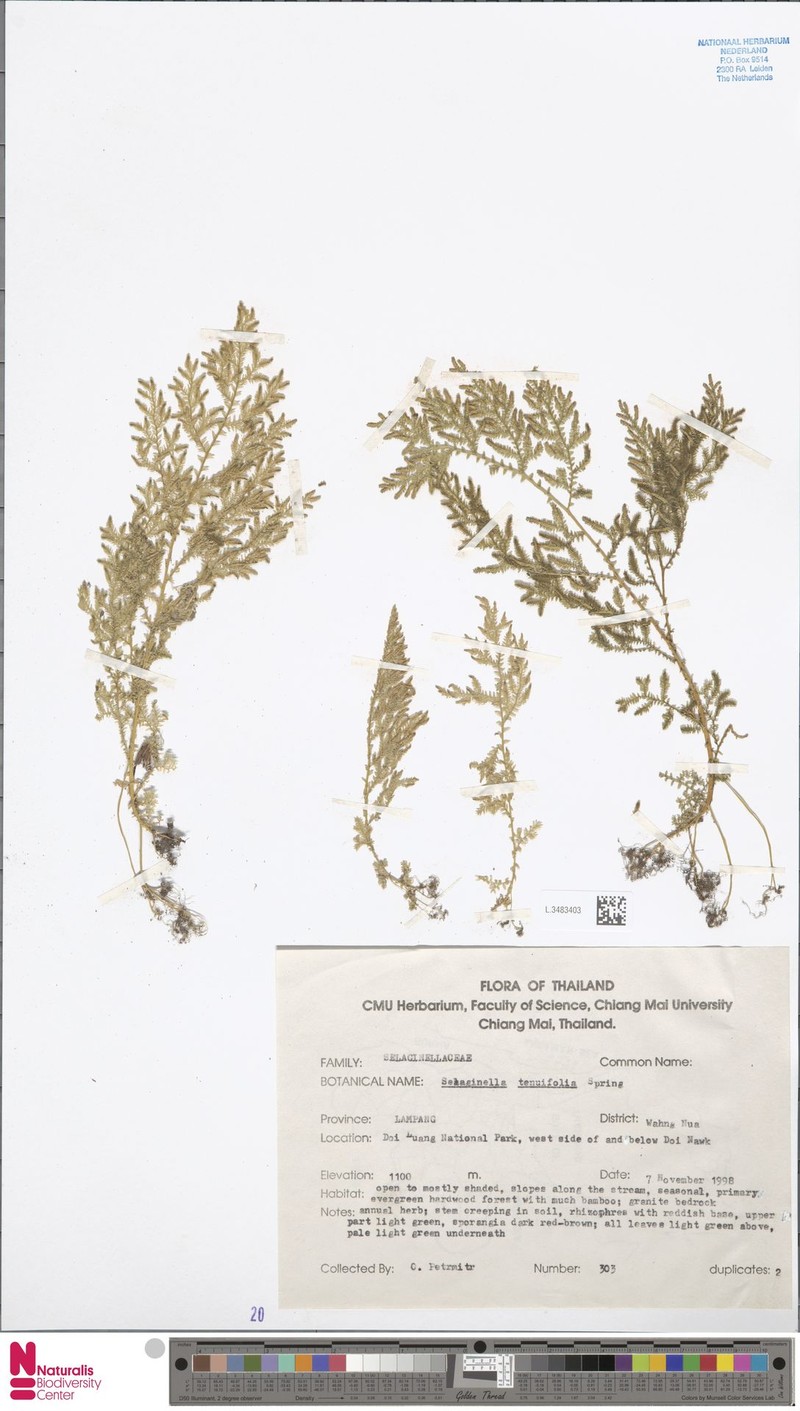 Selaginella tenuifolia photo 2