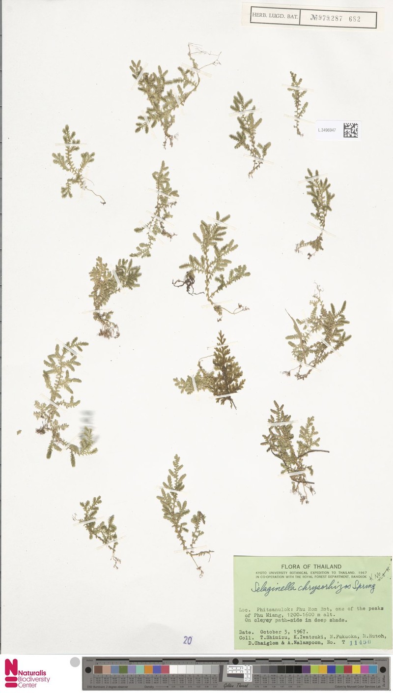 Selaginella tenuifolia photo 3