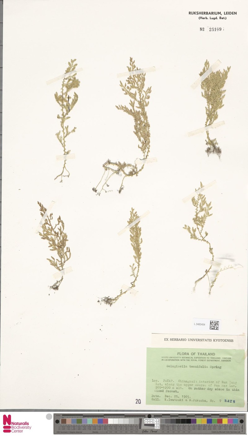 Selaginella tenuifolia photo 4