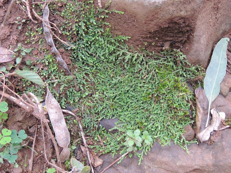 Selaginella tenuissima