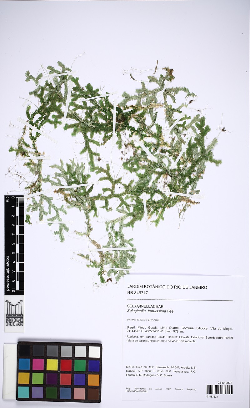 Selaginella tenuissima photo 2