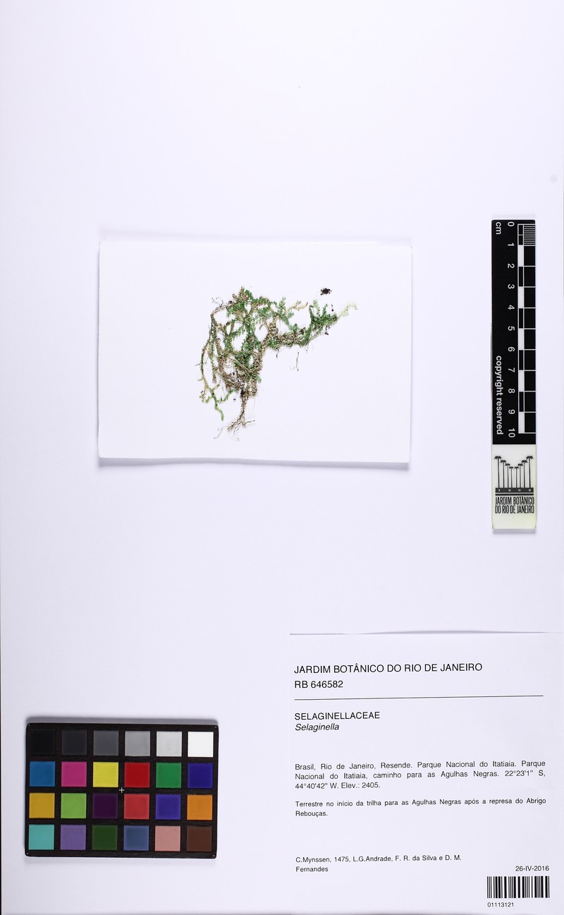 Selaginella tenuissima photo 3