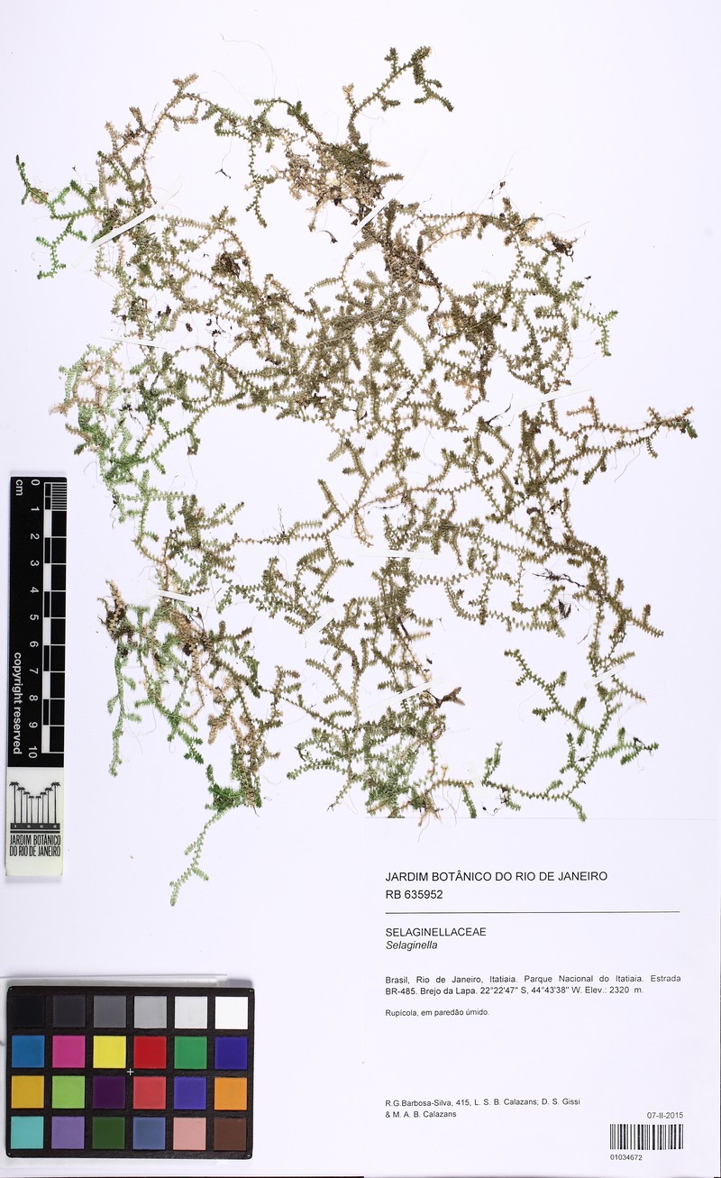 Selaginella tenuissima photo 5