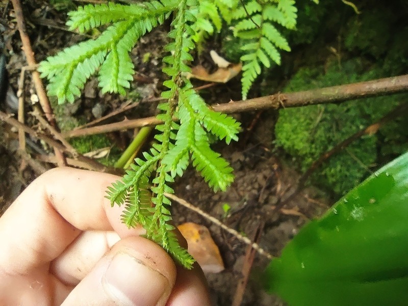 Selaginella tereticaulos