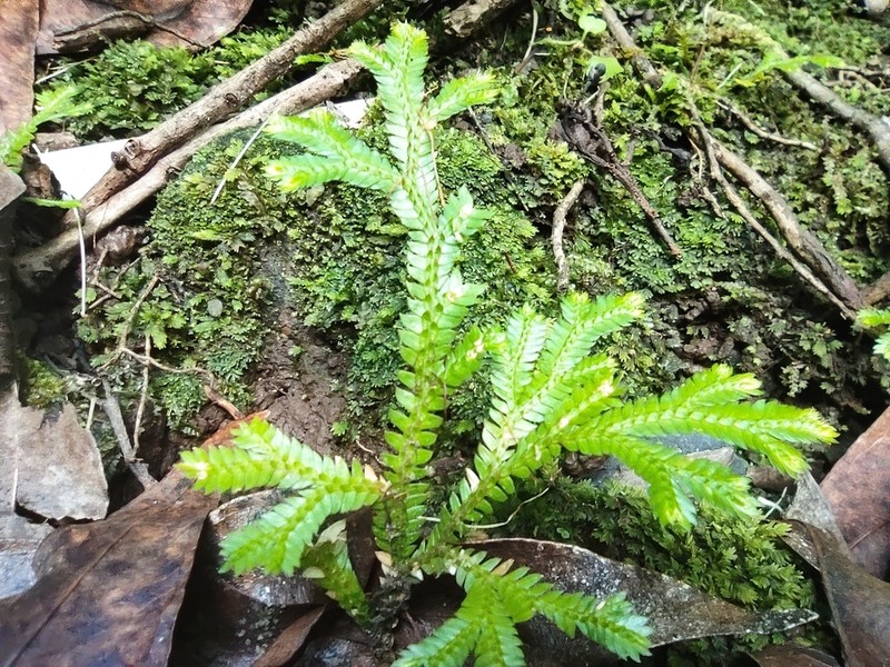 Selaginella tereticaulos photo 2