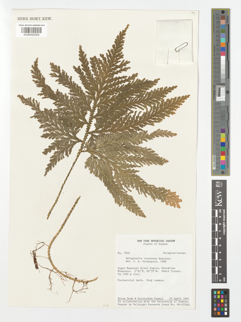 Selaginella terezoana