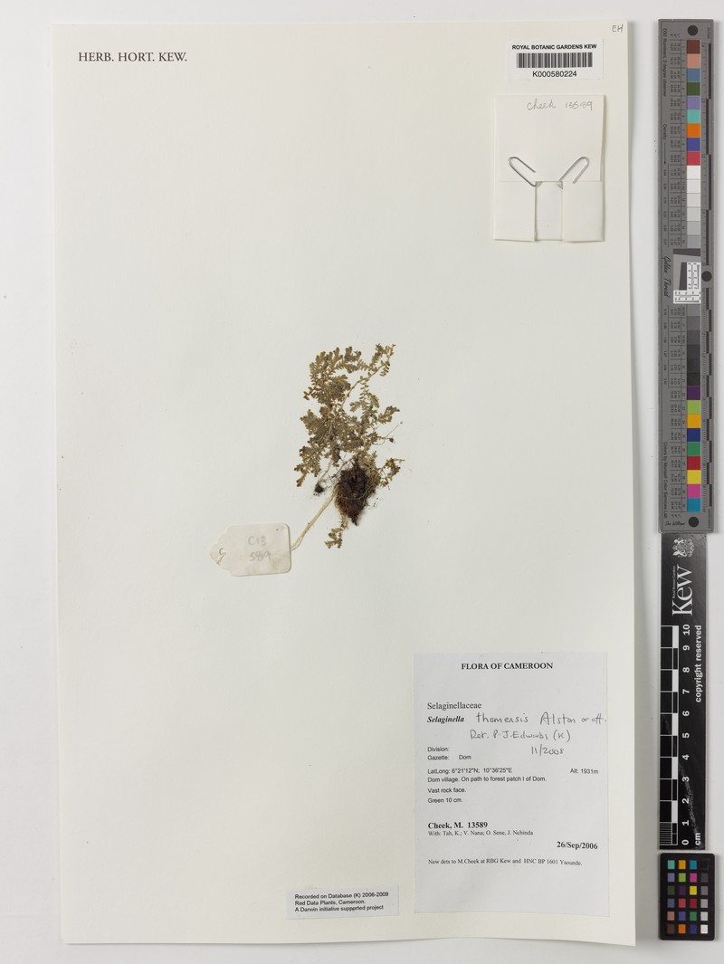 Selaginella thomensis photo 2