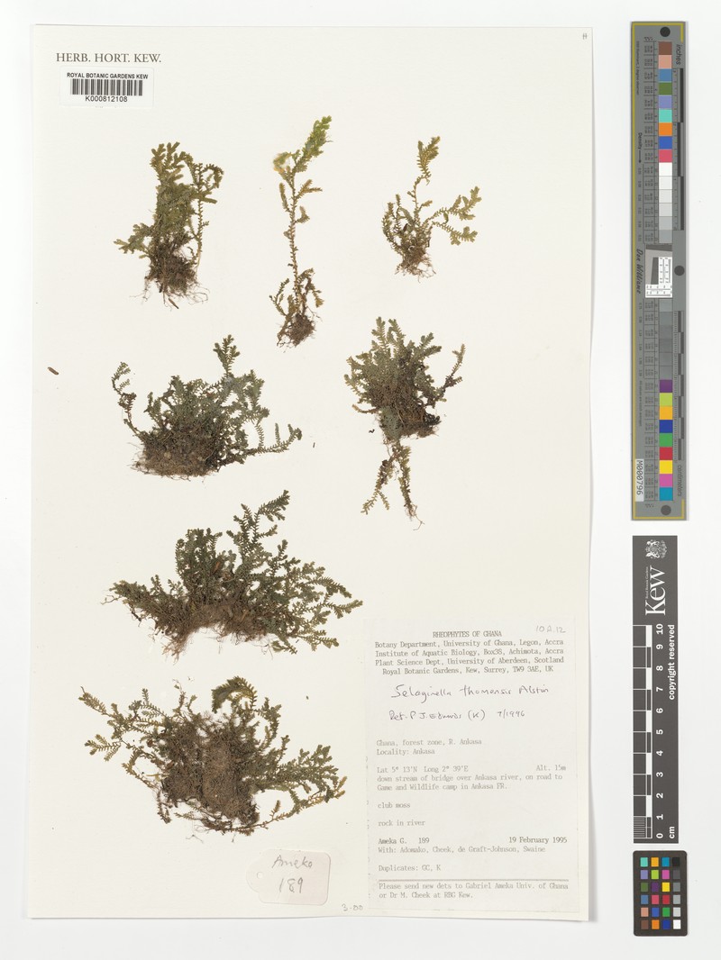 Selaginella thomensis photo 3